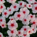 Sadnja sjemena catharanthusa za sadnice kod kuće