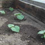 Sadnja sjemena krastavca u stakleniku