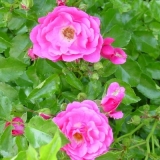 Sadnja divlje ruže u otvorenom tlu i briga o njoj