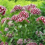 Sadnja turskog karanfilića sa sjemenkama kod kuće