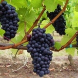 Sadnja grožđa u srednjoj traci za početnike