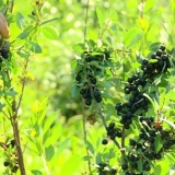 Sadnja trešnje bessey (pijesak) i njega stabla