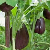 Sjetva patlidžana za rasad