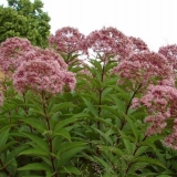 Stabljika ljubičasta: fotografija u pejzažnom dizajnu, sadnji i njezi