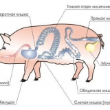 Pravila za hranjenje svinja - tabela normi i sastava
