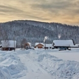 Pravila za pripremu ribizle za zimu