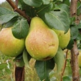 Pravila sadnje kruške