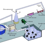 Pravila za uzgoj jesetri kod kuće za početnike
