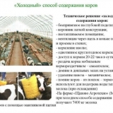 Pravila za držanje teladi zimi kod kuće