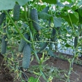 Predsjetveno otvrdnjavanje sjemena krastavca