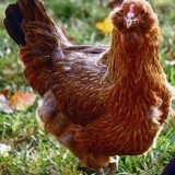 Prednosti i opis rase pilića ameraucana