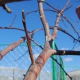 Prednosti kalemljenja kruške i 7 načina za kalemljenje