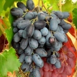 Prednosti grožđa ruslan za domaće uzgajivače