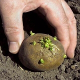 Komandor preparat za preradu gomolja krompira