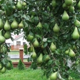 Lijekovi protiv bolesti kruške
