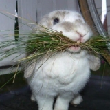 Uzroci i liječenje nadimanja ili nadimanja kod kunića