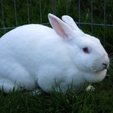 Uzroci i liječenje nadutosti kod kunića