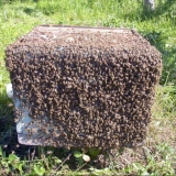 Razlozi rojenja pčela