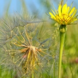 Upotreba kozje brade u kulinarstvu, narodnoj medicini