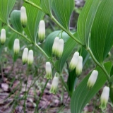 Upotreba ljekovitog kupena u medicini