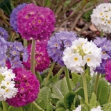 Primula fino nazubljena: raste iz sjemena