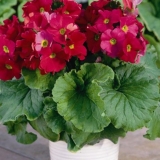 Jaglac obkonika: kućna njega