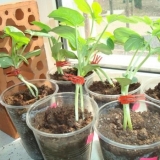 Kalemljenje lubenice na lagenariju