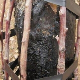 Kalemljenje stabla jabuke sa mostom