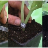 Kalemljenje krastavca na bundevu