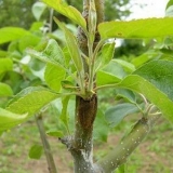 Kalemljenje u rascjep i rez - tehnološke karakteristike za stablo j...