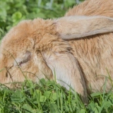 Vakcinacije za kuniće: vakcina za dekorativne kuniće protiv miksomatoze i vgbk, uputstvo