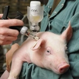 Vakcinacije za prasad