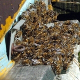 Znakovi i liječenje opasnih bolesti pčela