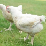 Probiotici za brojlere (ime)