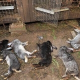 Prevencija kokcidioze kod kunića