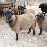 Pasmine puhastih koza