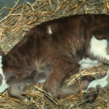 Pupčana sepsa kod teladi: liječenje upale pupčane vrpce