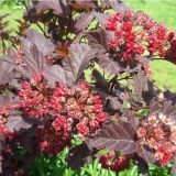 Vesicle kalinolistny andre