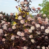 Vesicle viburnum dama u crvenom: opis, sadnja i njega