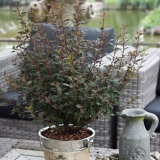 Vesicle viburnum mali šaljivdžija