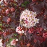 Ljetna loza vesicle viburnum: fotografija i opis