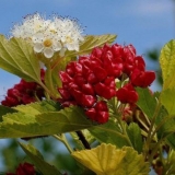 Mjehurići: kompozicije u pejzažnom dizajnu ljetne vikendice