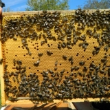 Rad na pčelinjaku u avgustu, septembru