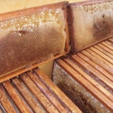 Rad na pčelinjaku u avgustu