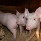 Dijeta za svinje za brzi rast u domaćinstvu