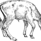 Rahitis u teladi: istorija bolesti, simptomi i lečenje