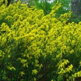 Metla: vrste i sorte, fotografije u pejzažnom dizajnu