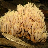 Ramaria tvrdi (ravni rog): opis i fotografija