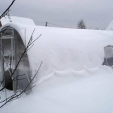 Rani krastavci za staklenik