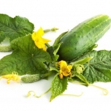 Rane sorte krastavaca